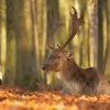 Danek evropsky - Dama dama - Fallow Deer 2012